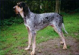 Grand Bleu de Gascogne